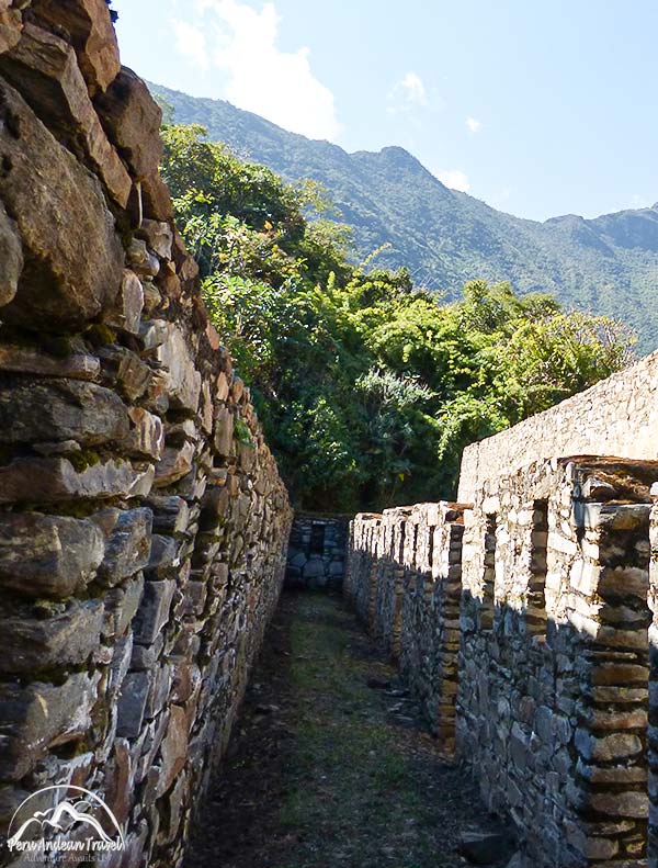 arboles nativos de choquequirao