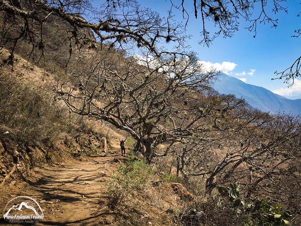 bosques estacionalmente secos en choquequirao