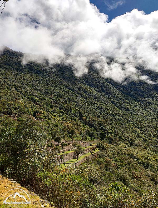 bosques montanos humedos de choquequirao