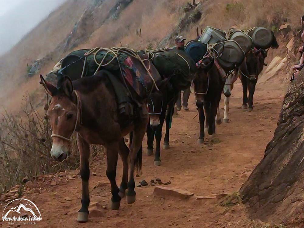 el arriero choquequirao y sus mulas