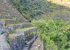 La Flora de Choquequirao Cusco: descubre la riqueza natural de los Andes peruanos