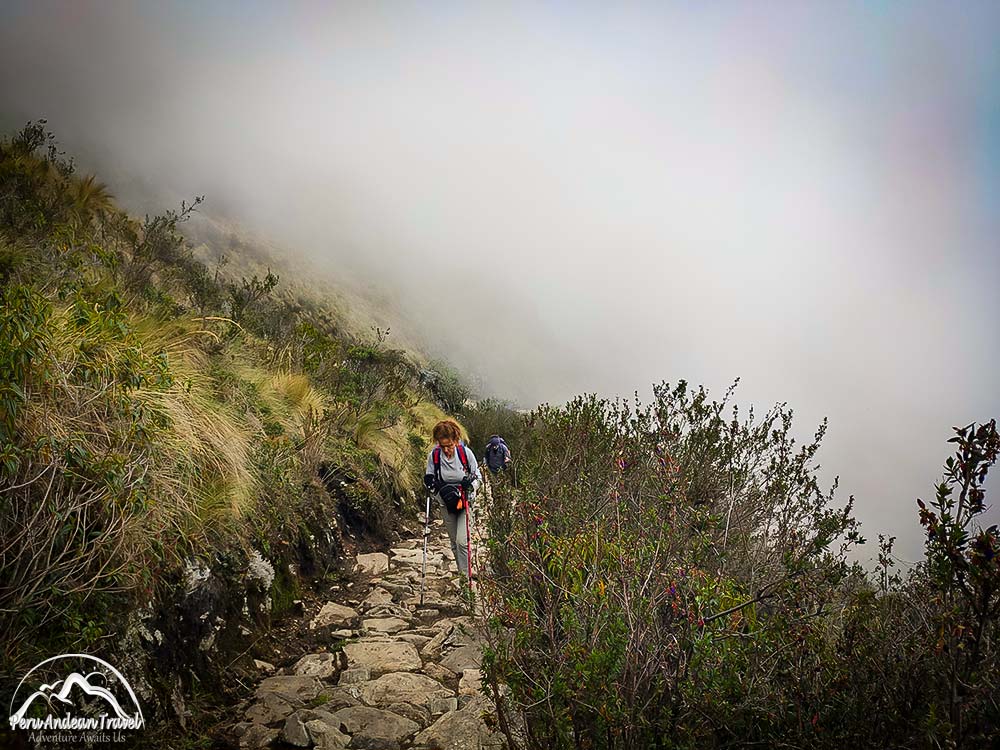 ichu y vegetacion de las zonas altoandinas en choquequirao
