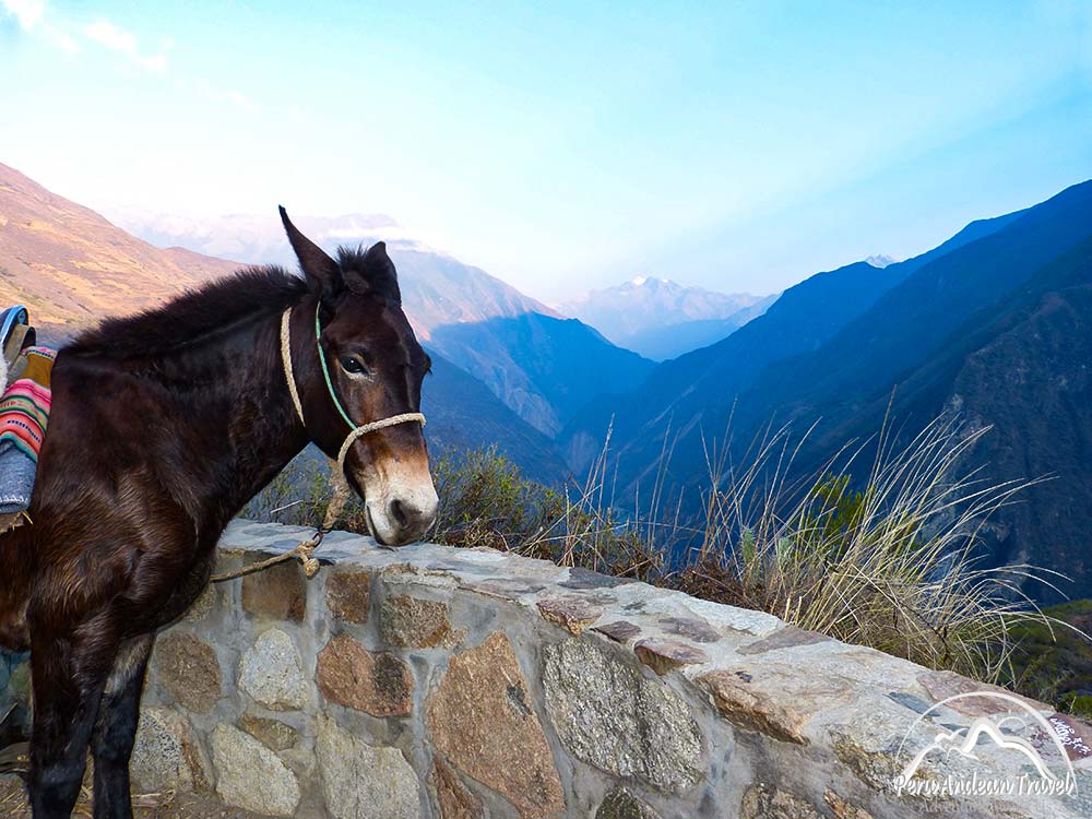 las mulas camino a choquequirao