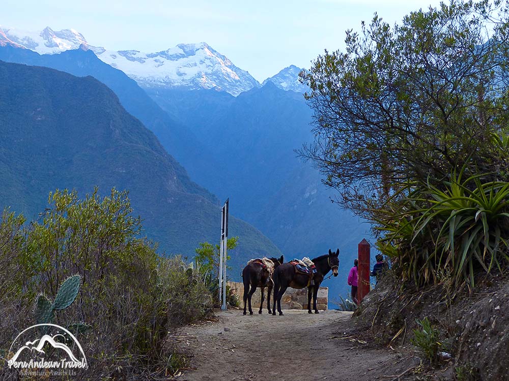 las mulas de choquequirao