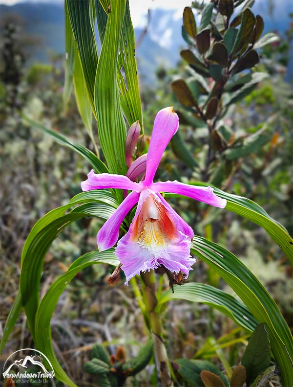 las orquideas de choquequirao