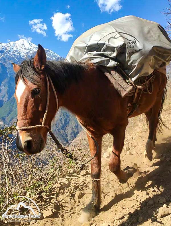 mulas camino a choquequirao