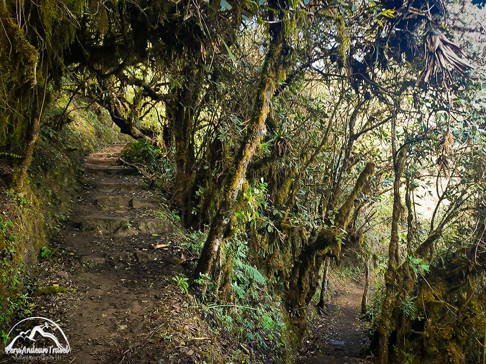 musgos y liquenes en choquequirao
