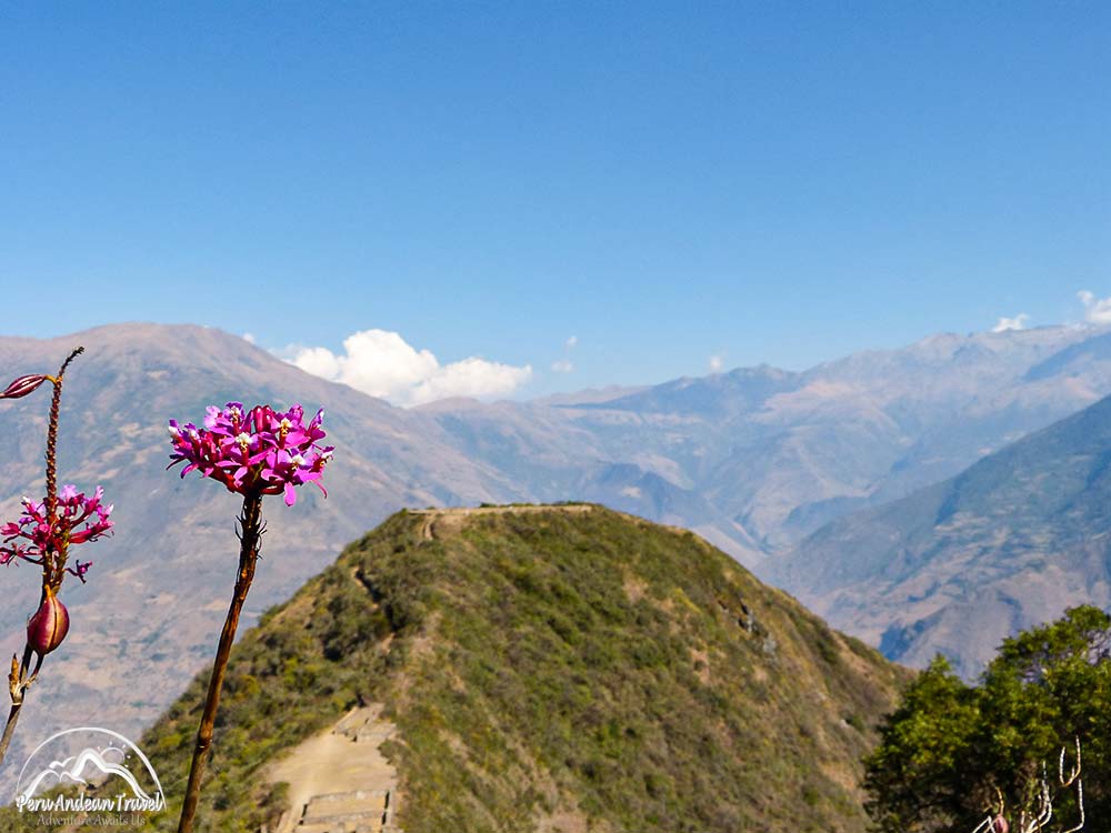 orquideas de choquequirao