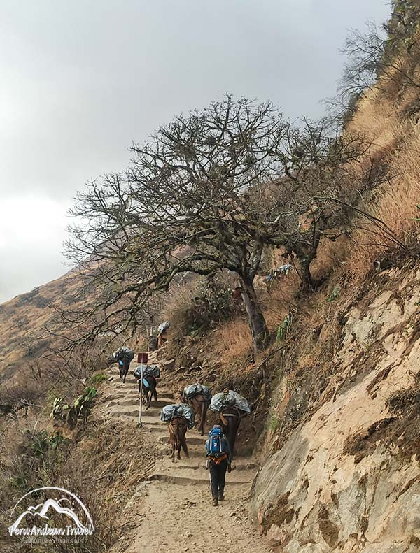 un dia de trabajo de los arrieros en choquequirao